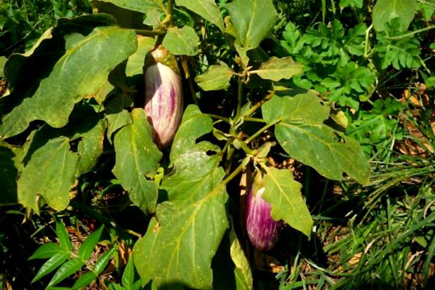 photo: Άντυ Παξινός