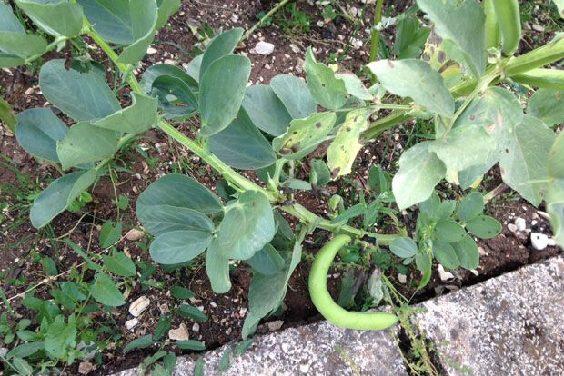 Οι αγκινάρες