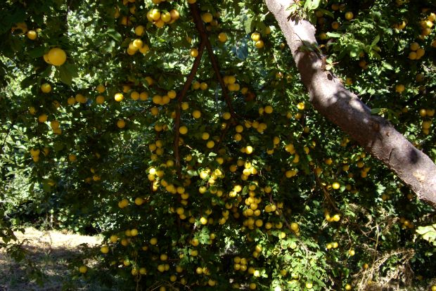 photo: Φιλάρετος Ψημμένος