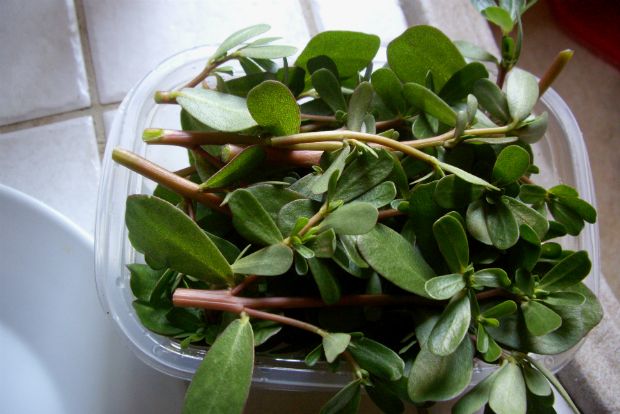 photo: Φιλάρετος Ψημμένος