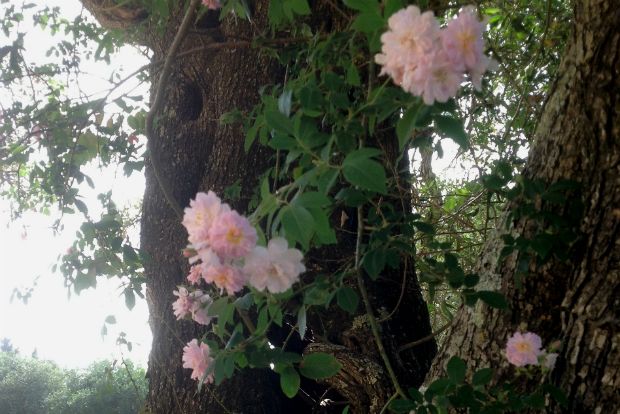 Paul's Himalayan musk