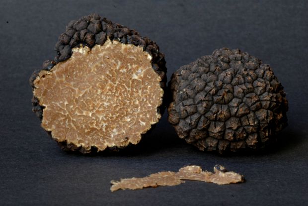 Tuber Aestivum, funghiitaliani.it