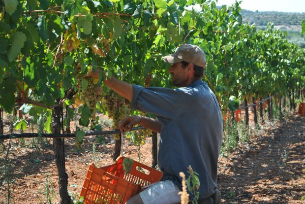photo: Άννα Γαλανού