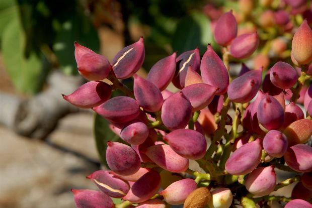 Photo: H. P. (Ασπέ) Coulon