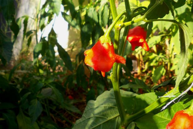 photo: Άντυ Παξινός