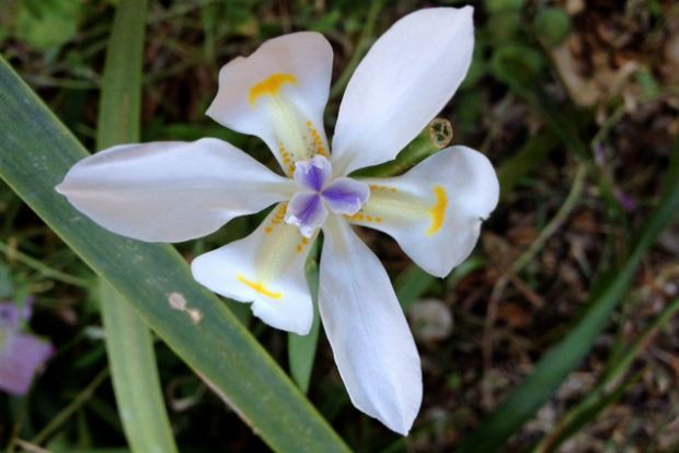 Dietes grandiflora, φώτο: Μαριλή Αναργύρου