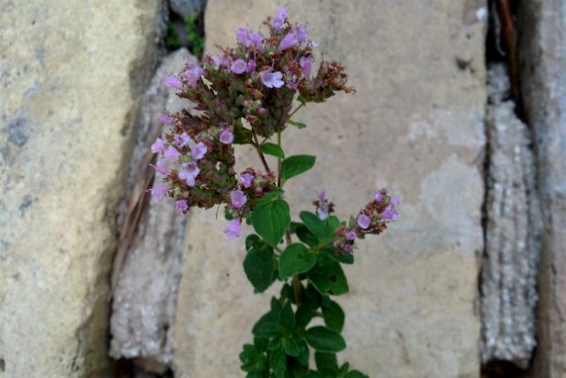 Μαντζουράνα