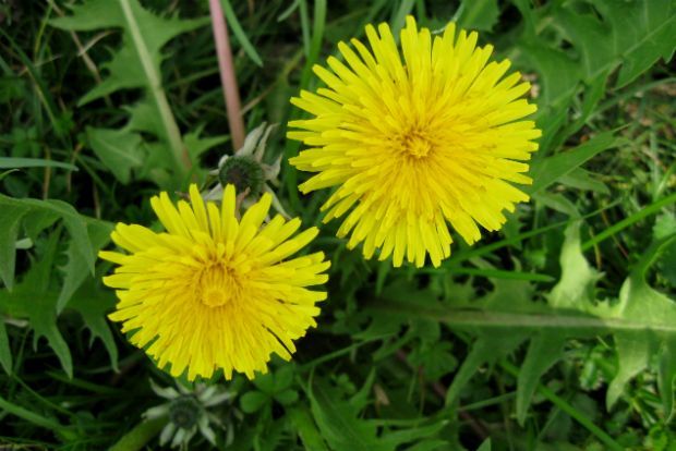 Λαχανίδα, lcstravelbug@Flickr