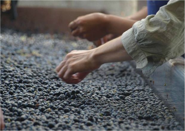 Ο οινοποιός Πάνος Ζουμπούλης είναι ο δημιουργός  των βραβευμένων κρασιών Dona Silvina των Bodegas Krontiras