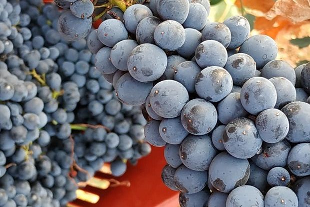 Το Κτήμα Μιχαηλίδη οινοποιεί αποκλειστικά την παραγωγή των δικών του αμπελώνων