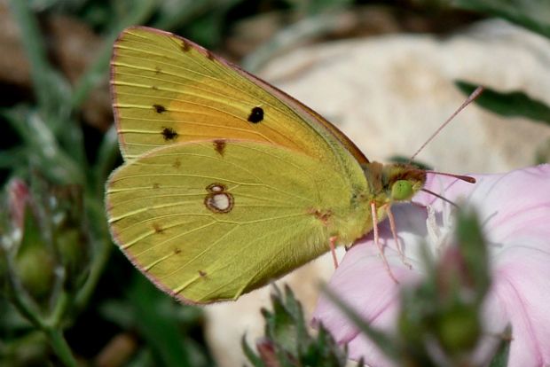 Photo: wildlifeinsight.com