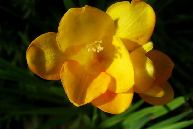 Freesia refracta