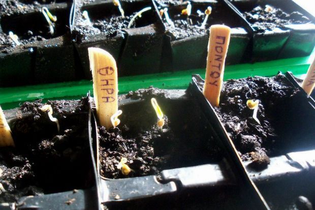 photo: Άντυ Παξινός