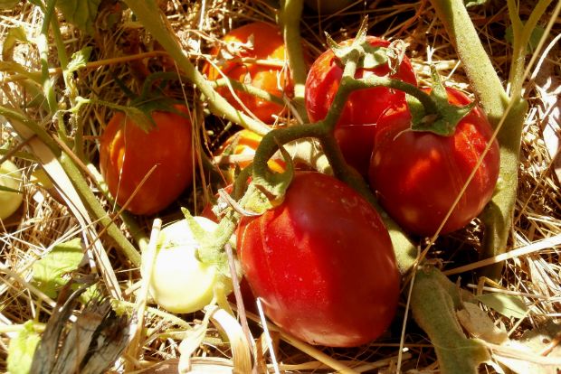 photo: Άντυ Παξινός