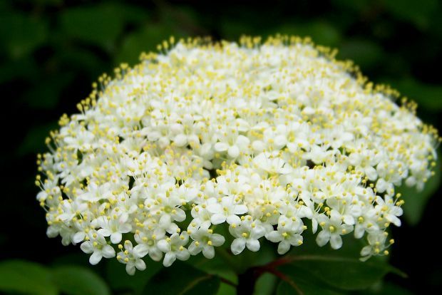 Photo: mutolisp@Flickr