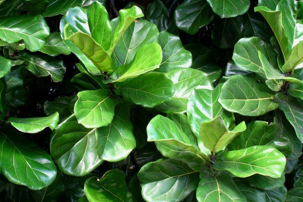 Photo: pepebenavent@Flickr