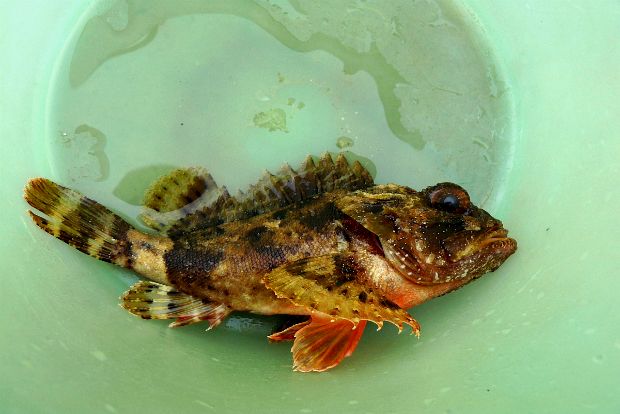 stefano zerauschek@Flickr