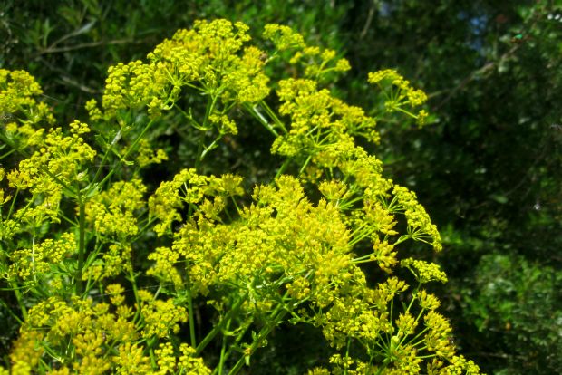 Smyrnium perfoliatum