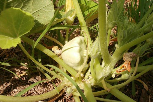 Photo: Παξινός Άντυ