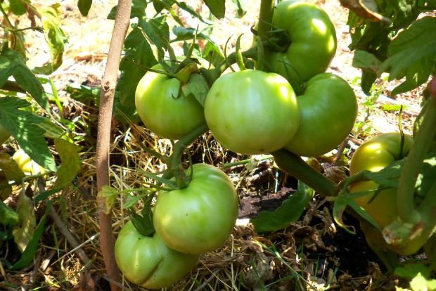 photo: Άντυ Παξινός