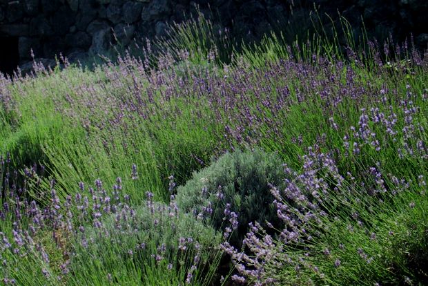 Lavandula intermedia
