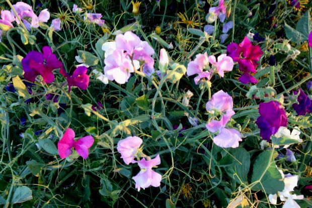 Τα μοσχομπίζελα της Μαριλής Αναργύρου