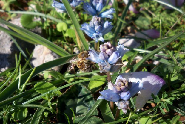 photo: Άντυ Παξινός