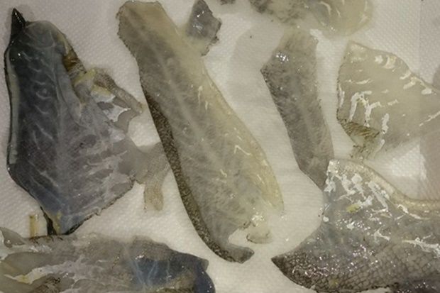 [photo: Νίκος Μορόπουλος]