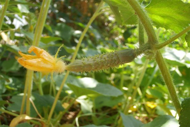 Photo: Αντυ Παξινός