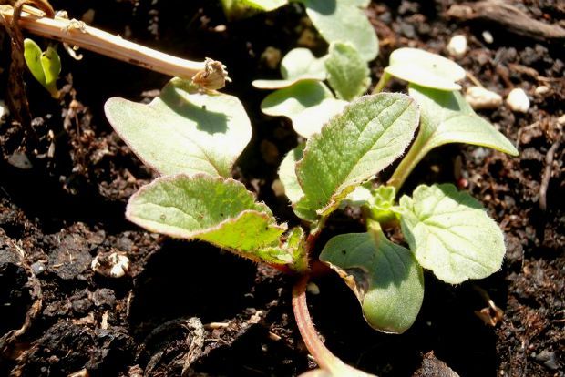 photo: Άντυ Παξινός