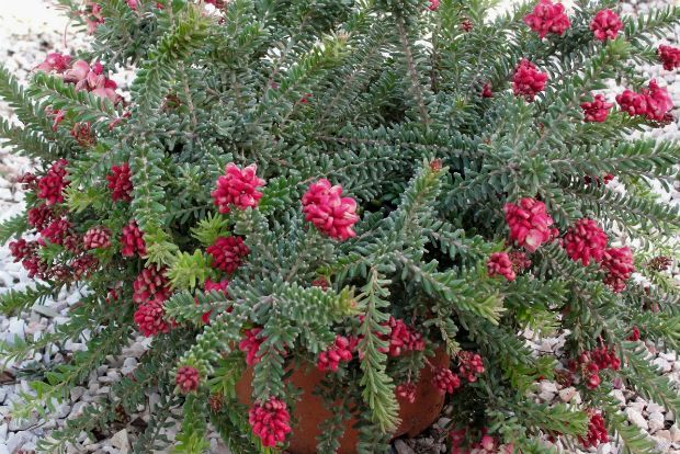 Μπιγκόνιες, edgarandron@Flickr