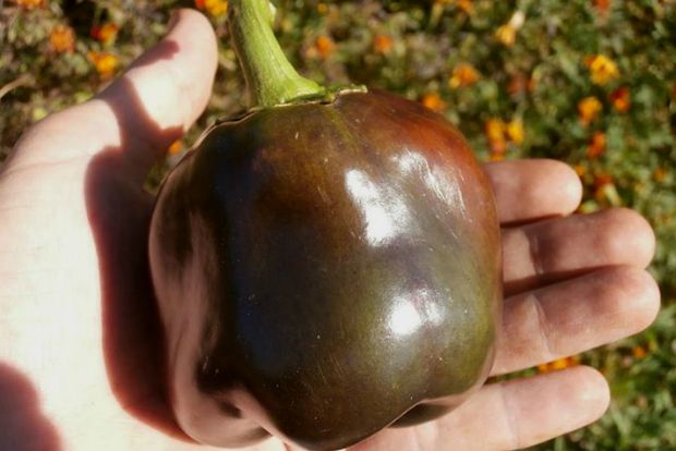 photo: Άντυ Παξινός