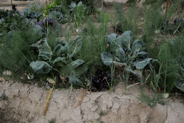 Ξερικό ντοματάκι τσέρι Σαντορίνης / perivolas.gr