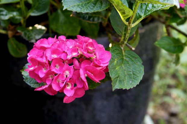 Σχίνος, richardsgardencenter.com