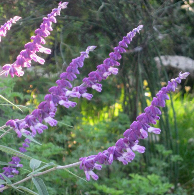 Salvia leucantha
