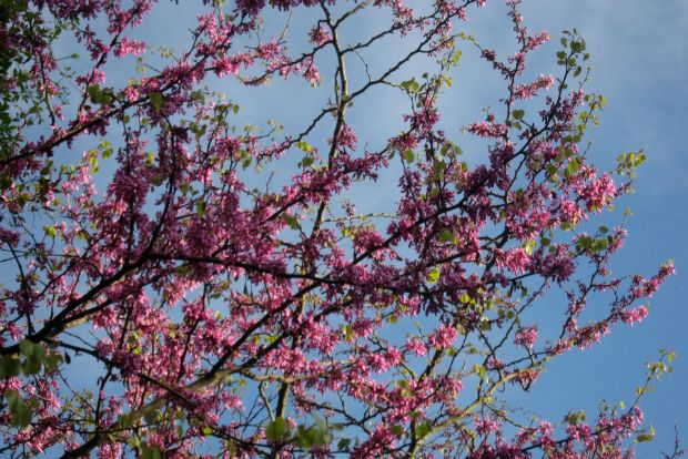 Cercis siliquastrum