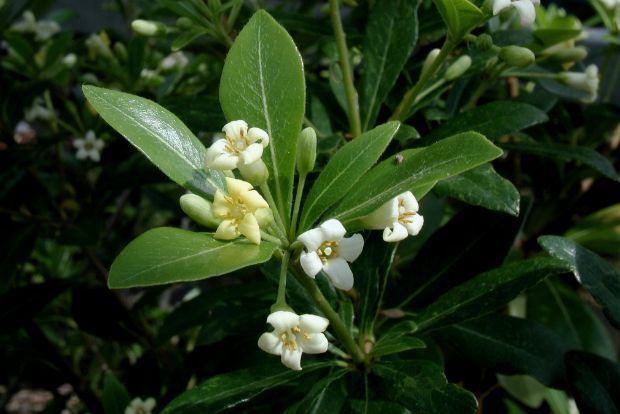 Photo: Pittosporum tobira ‘Nana’, pepinieresdekerzarch.fr