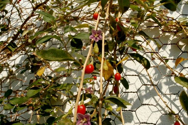 photo: Άντυ Παξινός