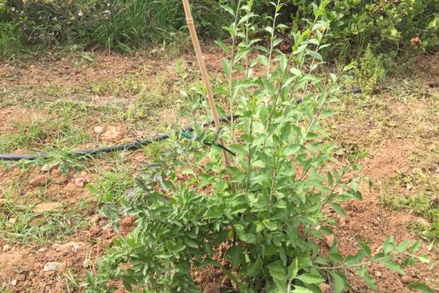 photo: Κική Τριανταφύλλη