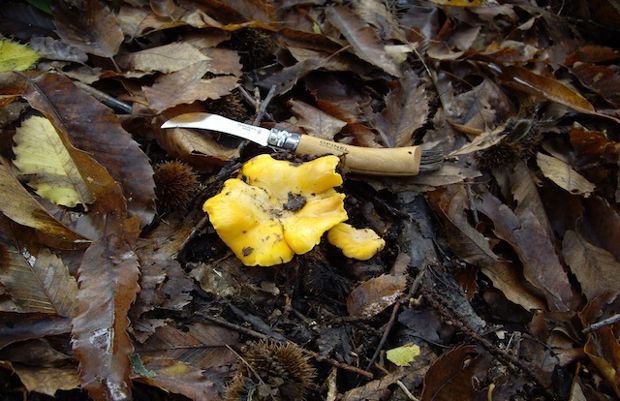Να κι η κανθαρέλλα (cantharellus cibarius) , ίδιο πλάτος με το σουγιά.