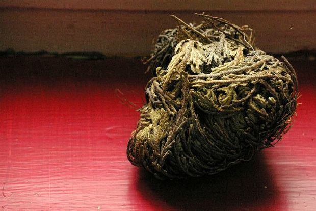 Photo: musingsbymelaniekaren.wordpress.com