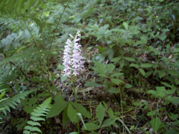Cephalanthera longifolia, photo: Φιλάρετος Ψημμένος