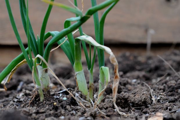 Photo: normaltoilet@Flickr