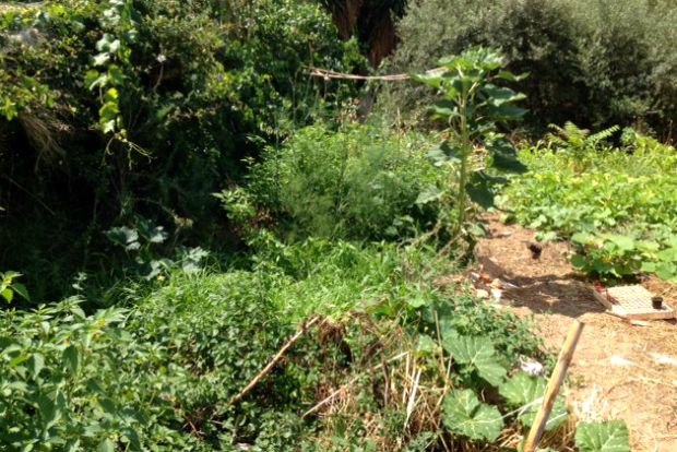 Τα ξερά χόρτα προστατεύουν με τη σκιά τους τα μικρά φυτά από τις καυτές ακτίνες του ήλιου / φωτό: Κική Τριανταφύλλη