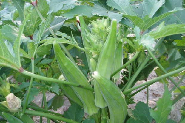 Λαχανάκια Βρυξελλών