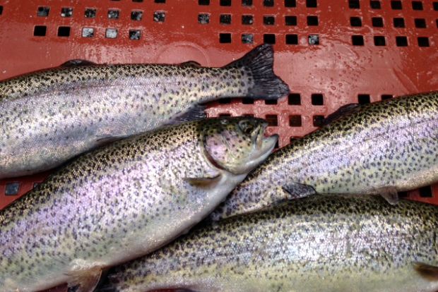 Πέστροφες στην απόχη / φωτό: Κική Τριανταφύλλη