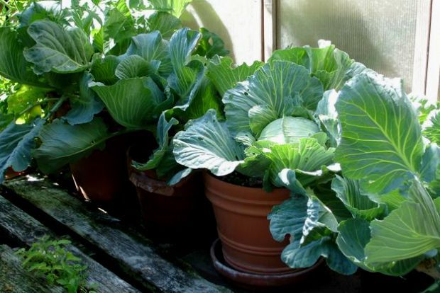 Σπορείο αγκινάρας, fromseedtofeed.blogspot.gr