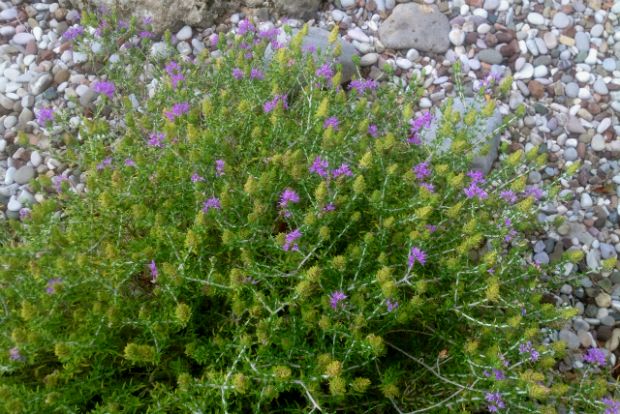 Αντέχει το άγριο θυμάρι