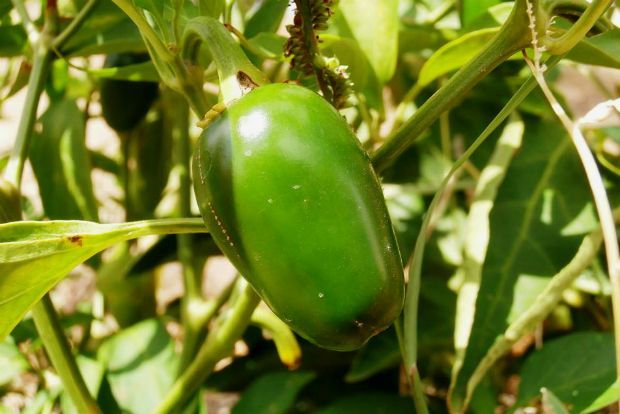 photo: Άντυ Παξινός