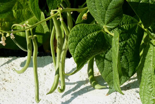 Photo: learningthesimplelife.blogspot.com